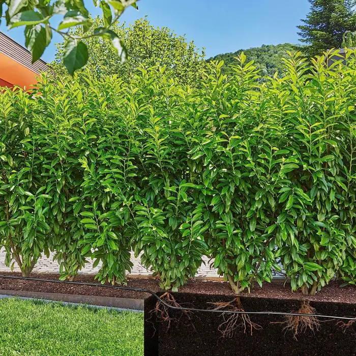 gardena-micro-drip-system-drip-irrigation-hedgesbushes-set-2-2485-13500-20-w.webp